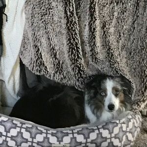 Meet your Posher, Dawn